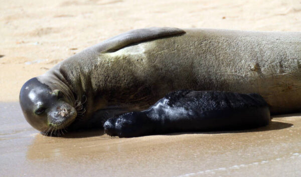 Hawaiian monk seal Kaiwi gives birth at Kaimana Beach again