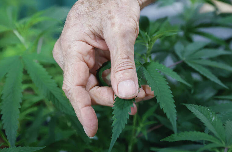 Column: Medical marijuana needs more study