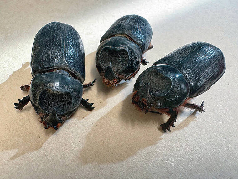 Rules to limit CRB spread passed on Big Island and Maui